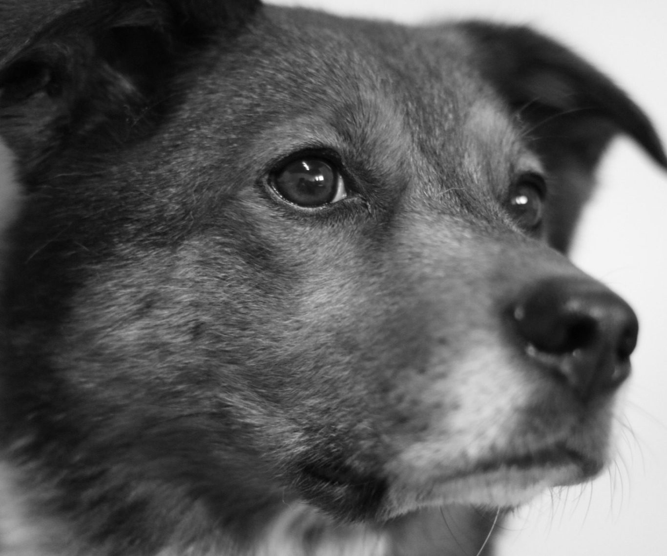 Schwarzweiß-Porträt eines Hundes mit nachdenklich-weisem Gesichtsausdruck